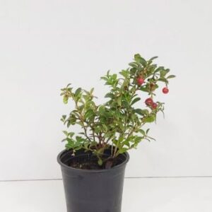 Rode bosbes - Vossenbes | Vaccinium vitis-idaea 'Koralle' (P12     12-15 CM)