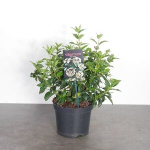 Viburnum tinus 'Eve Price'