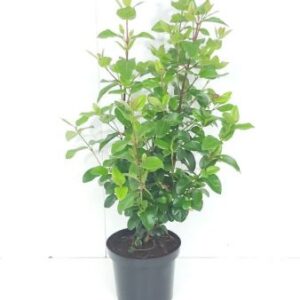 Sneeuwbal | Viburnum tinus 'Lisa Rose'®