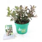 Weigelia | Weigela 'Black & White' ®