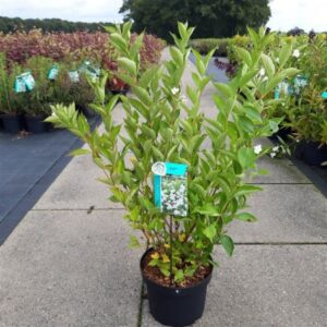 Weigelia | Weigela 'Candida'