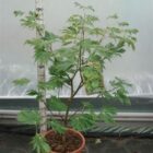 Japanse esdoorn | Acer japonicum 'Aconitifolium' (C10 60-80 CM) Japanse esdoorn | Acer japonicum 'Aconitifolium'