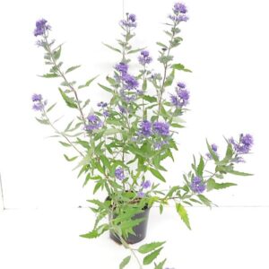 Caryopteris - Blauwe spirea | Caryopteris cland. 'Heavenly Blue'