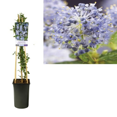 Amerikaanse sering | Ceanothus thyrsiflorus var. repens