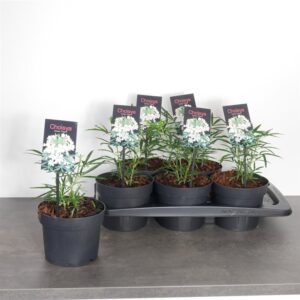 Choisya | Choisya 'Aztec Pearl'