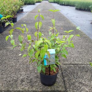 Gele kornoelje | Cornus mas