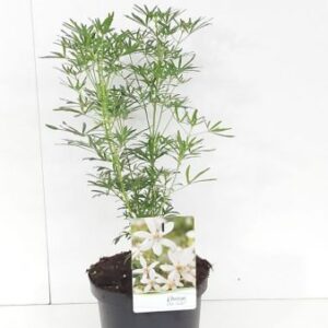 Choisya 'White Dazzler'® (= 'Londaz')