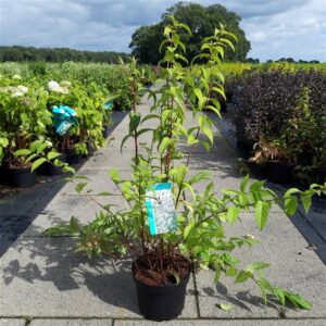 Bruidsbloem | Deutzia hybrida 'Strawberry Fields'