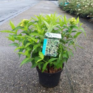 Diervilla | Diervilla sessilifolia 'Butterfly'