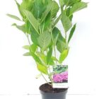 Hortensia | 'Hydrangea macr. 'Bouquet Rose''