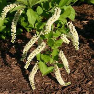 Itea - Bloemwilg | Itea virginica