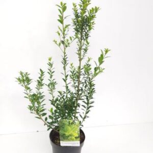Japanse hulst | Ilex maximowicziana var. kanehirae