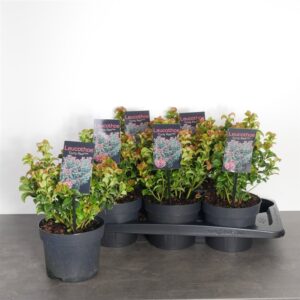 Leucothoe ax. 'Curly Red'