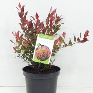 Druifheide | Leucothoe 'Little Flames'