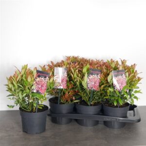 Druifheide | Leucothoe ‘Zeblid’