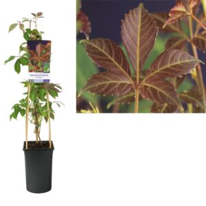Chinese wilde wingerd | Parthenocissus henryana