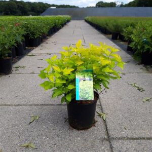 Blaasspirea | Physocarpus opulif. 'Dart's Gold'