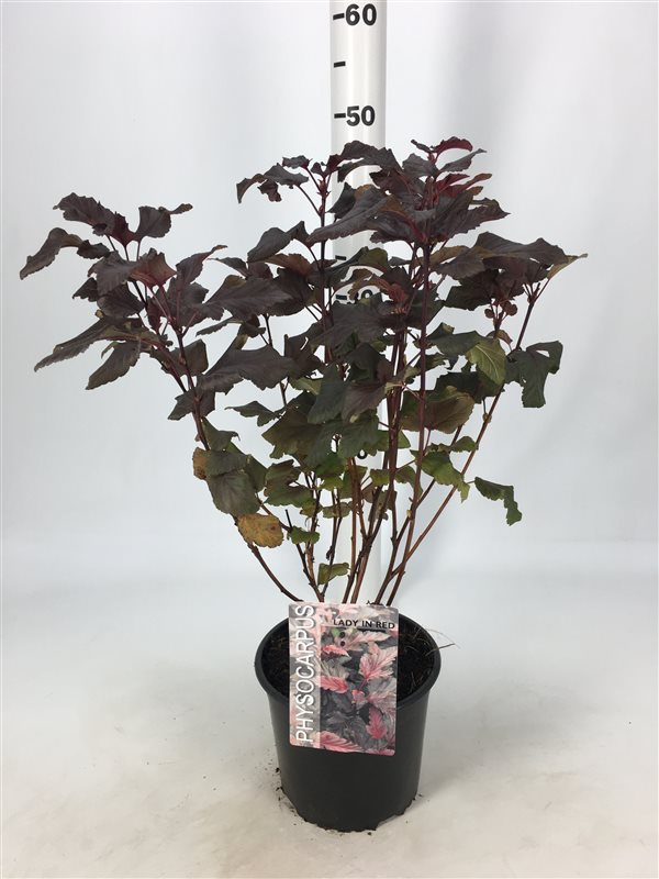 Blaasspirea | Physocarpus opulif. 'Lady in Red'®