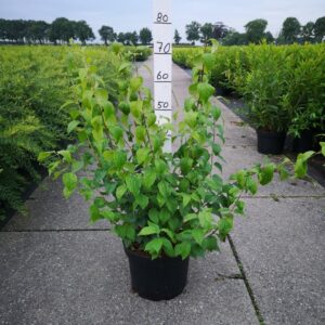 Boerenjasmijn | Philadelphus 'Virginal'