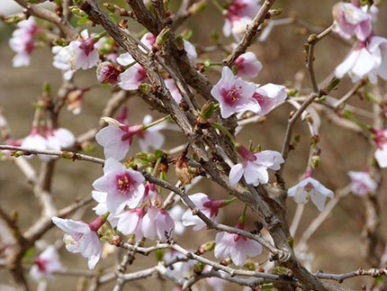 Japanse sierkers | Prunus incisa 'Paean'