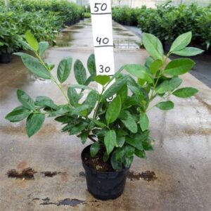 Laurierkers | Prunus laur. 'Cherry Brandy'