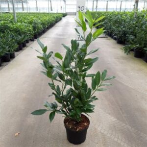Laurierkers | Prunus laur. 'Herbergii'