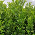 Laurierkers | Prunus laur. ‘Rotundifolia’