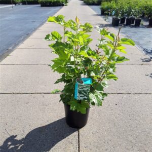 Gelderse roos | Viburnum opulus