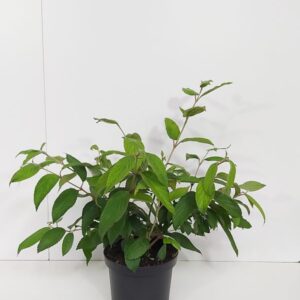Japanse sneeuwbal | Viburnum plic. 'Kilimandjaro'®