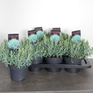 Lavendelheide | Andromeda polifolia 'Blue Ice'