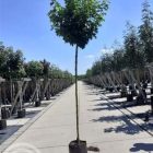 Bol Noorse esdoorn | Acer platanoides 'Globosum' | In pot | Stamhoogte 220cm | Stamomtrek 8-10cm Bol Noorse esdoorn | Acer platanoides 'Globosum'