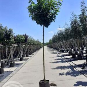 Bol Noorse esdoorn | Acer platanoides 'Globosum'