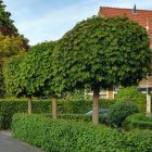 Bol Noorse esdoorn | Acer platanoides 'Globosum'