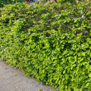 Gewone haagbeuk | Carpinus betulus