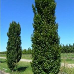 Gewone haagbeuk | Carpinus betulus Lucas