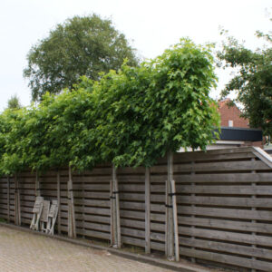 Amberboom | Liquidambar styraciflua