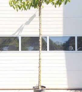 Moerbei | Morus alba 'Macrophylla'