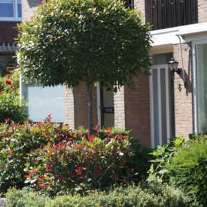 Glansmispel | Photinia fraseri 'Red Robin'