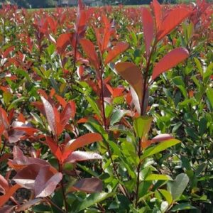 Glansmispel | Photinia fraseri 'Red Robin'