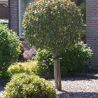 Glansmispel | Photinia fraseri 'Red Robin'