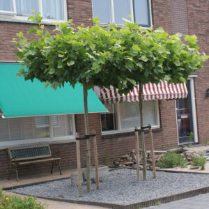 Plataan | Platanus hispanica