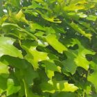 Bol Moeraseik | Quercus palustris 'Green Dwarf' | In pot | Stamhoogte ca. 200cm | Stamomtrek 10-12cm Bol Moeraseik | Quercus palustris 'Green Dwarf'