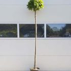 Bol Moeraseik | Quercus palustris 'Green Dwarf' | In pot | Stamhoogte ca. 200cm | Stamomtrek 10-12cm Bol Moeraseik | Quercus palustris 'Green Dwarf'