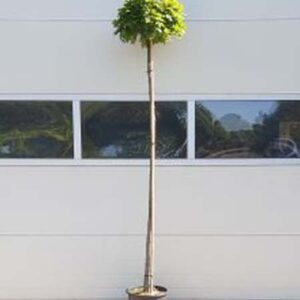 Bol Moeraseik | Quercus palustris 'Green Dwarf'