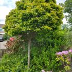 Bol Moeraseik | Quercus palustris 'Green Dwarf' | In pot | Stamhoogte ca. 200cm | Stamomtrek 10-12cm Bol Moeraseik | Quercus palustris 'Green Dwarf'