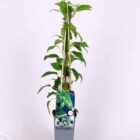 Mini-kiwi (zeflbestuivend) | Actinidia arguta 'Issai'