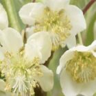 Kiwi (mannelijk) | Actinidia deliciosa 'Atlas'