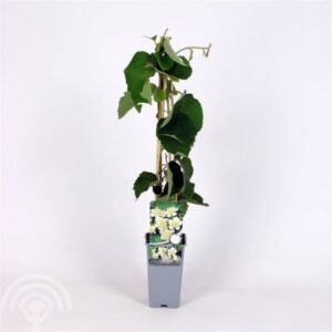 Kiwi (mannelijk) | Actinidia deliciosa 'Atlas'