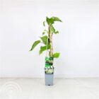 Kiwi (vrouwelijk) | Actinidia deliciosa 'Hayward' | In pot | Hoogte 75cm Kiwi (vrouwelijk) | Actinidia deliciosa 'Hayward'