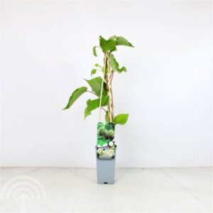 Kiwi (vrouwelijk) | Actinidia deliciosa 'Hayward'